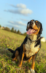 Entlebucher Mountain Dog, male, three years old, stands in a field against the backdrop of a distant village.