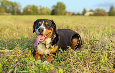 The Entlebucher Mountain Dog, male, three years old, lies in a field against the backdrop of a distant village.