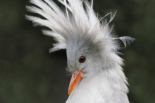 Kagu aus Neukaledonien, Portrait mit aufgestelltem Federschopf, Portrait frontal; Rhynochetos jubatus