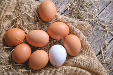 Collected chicken eggs, stacked on burlap in the chicken coop.