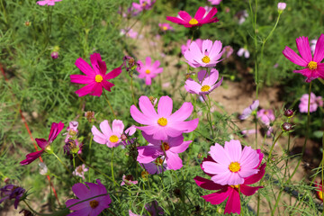 Cosmos sulphureus Cav flower are blooming
