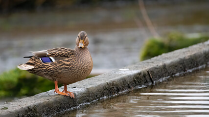 ente, bird, wasser, natur, tier, stockente, see, wild lebende tiere, schnabel, teich