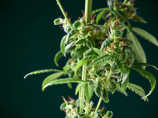 Medical marijuana bud or hemp plant blossom with leaves on the dark background