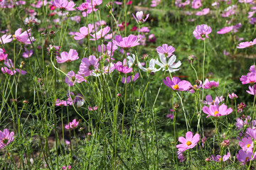Cosmos sulphureus Cav flower are blooming