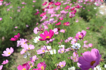 Cosmos sulphureus Cav flower are blooming