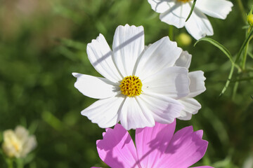 Cosmos sulphureus Cav flower are blooming