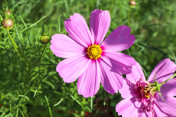 Fototapeta premium Cosmos sulphureus Cav flower are blooming