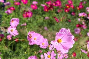 Cosmos sulphureus Cav flower are blooming