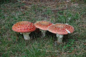 Three fly strain mushrooms red with white dots in the grass
