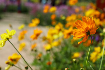 Cosmos sulphureus Cav flower are blooming
