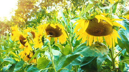 Huge sunflowers bowed their heads with a large harvest of seeds in the rays of the setting sun in...