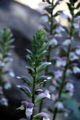 Selective focus on plant shoot with purplish-white flowers, in the shadow