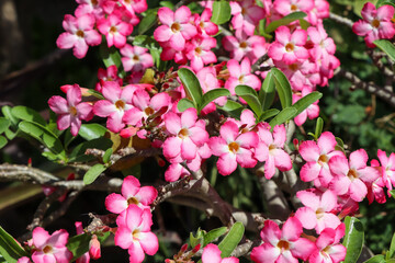 Adenium obesum flower are blooming