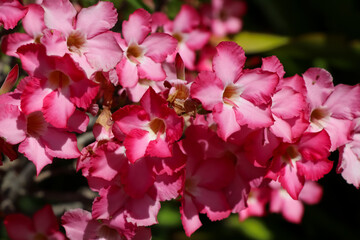 Adenium obesum flower are blooming