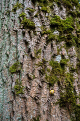 Beautiful texture of cork oak bark.