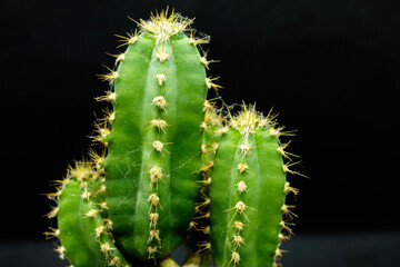Small cactus grown indoors. This plant is very ornamental and does not require special care to grow.