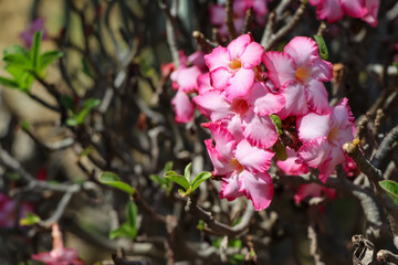 Adenium obesum flower are blooming