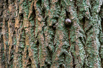 Beautiful texture of cork oak bark.