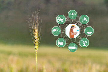 Smart Agriculture concept. Grain production with modern farming technologies. Wireless communication icons. Wheat field with background. The farmer works agricultural jobs remotely by mobile phone