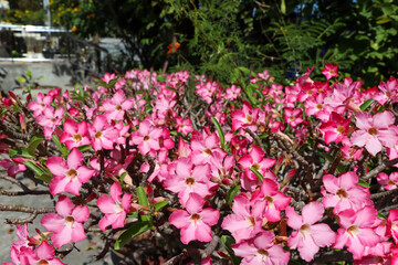 Adenium obesum flower are blooming