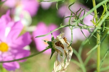 The flower matures with withered and is now seeding