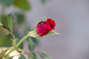 Obraz premium Red rose flower are blooming