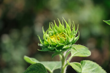 Sunflower flower are blooming in the morning