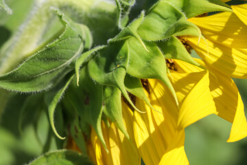 Fototapeta na wymiar Sunflower flower are blooming in the morning