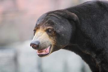 Close up Portrait of a Sun Bear 