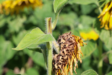 The sunflower is broken because of its heavy weight