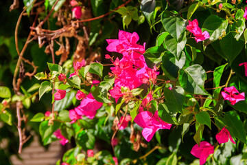 Beautiful blooming bougainvillea in garden