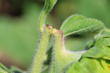 The sunflower is broken because of its heavy weight