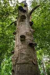 Tree trunk in summer withy polypore.