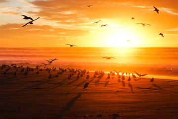 Orange yellow sunset on the beach and flock of seagulls, California Central Coast
