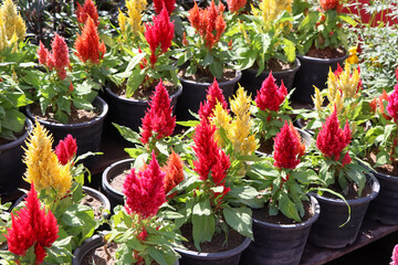 Celosia argentea