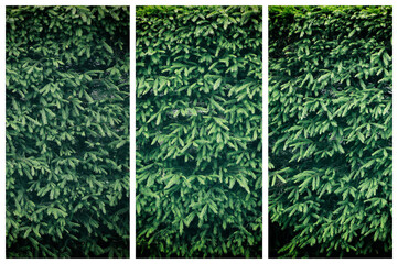 Triptych of fir trees branches.