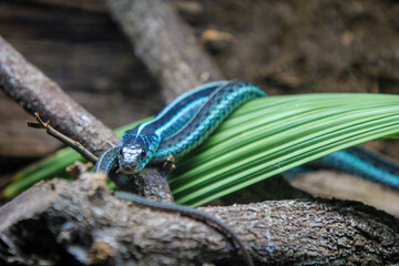 Blue Snake on a branch