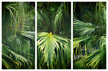  Triptych of big green leaves of fan palm Livistona.
