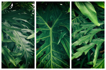 Triptych of big green leaves of Monstera.