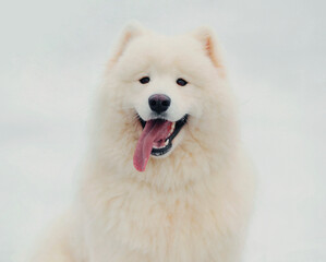 Winter portrait of cute white Samoyed dog sitting on a snow in the park