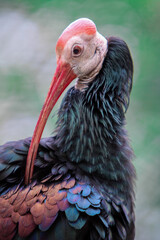 Portrait of Exotic Bird