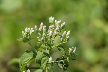 Chromolaena odorata flower are blooming