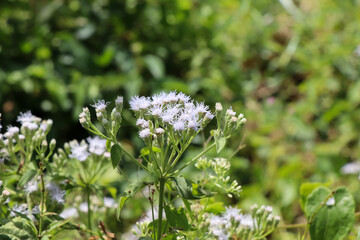 Chromolaena odorata flower are blooming