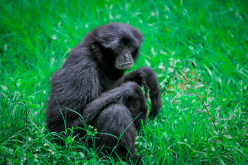 Gibbon in the grass 