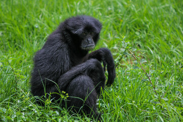 Gibbon in the grass 