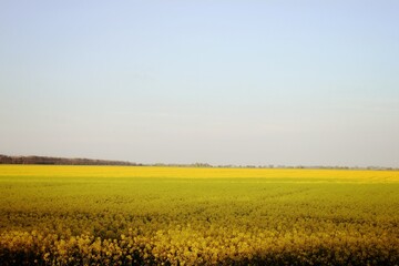 field of rapeseed