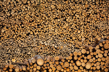 Pulpwood logs and their wood texture.