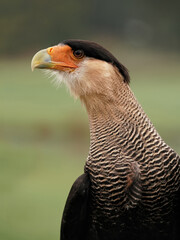 Geierfalke, auch Karakara, Schopfkarakara: Portrait im Hochformat mit grünem Hintergrund, caracara plancus