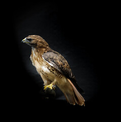 Studio shot of ferruginous hawk bird looking away