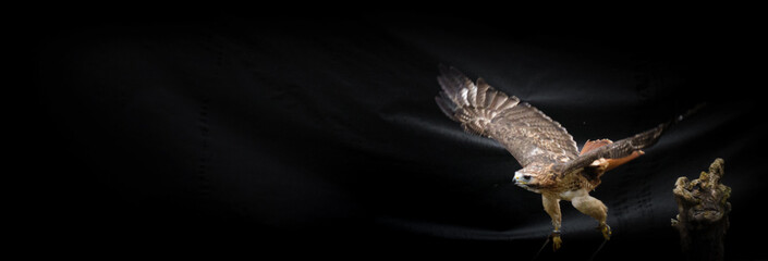 Ferruginous hawk bird flying in air